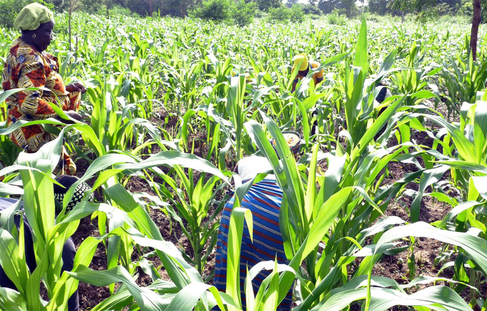 Campagne agricole 2025-2026