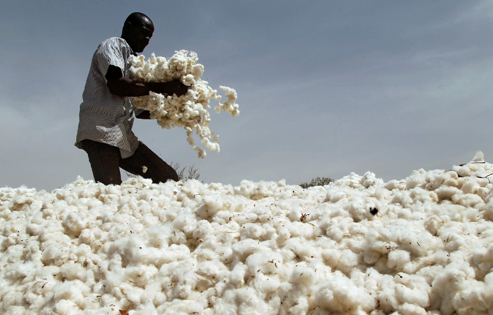 Exportation de coton au 1er trimestre 2025 au Bénin