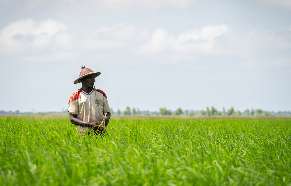 Croissance économique du secteur primaire au Bénin