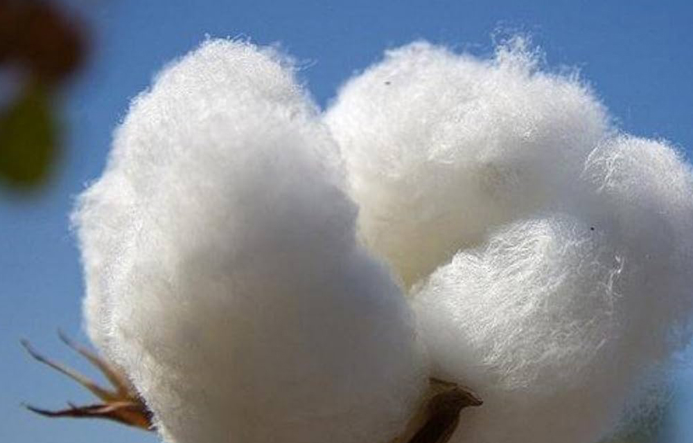 Commercialisation du coton graine