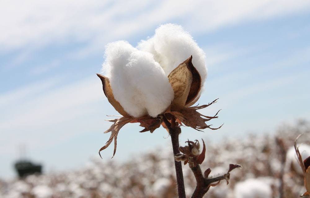 Campagne de commercialisation du coton graine