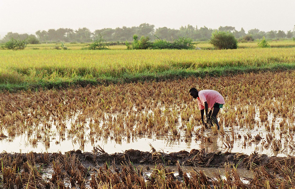 Développement de la filière riz