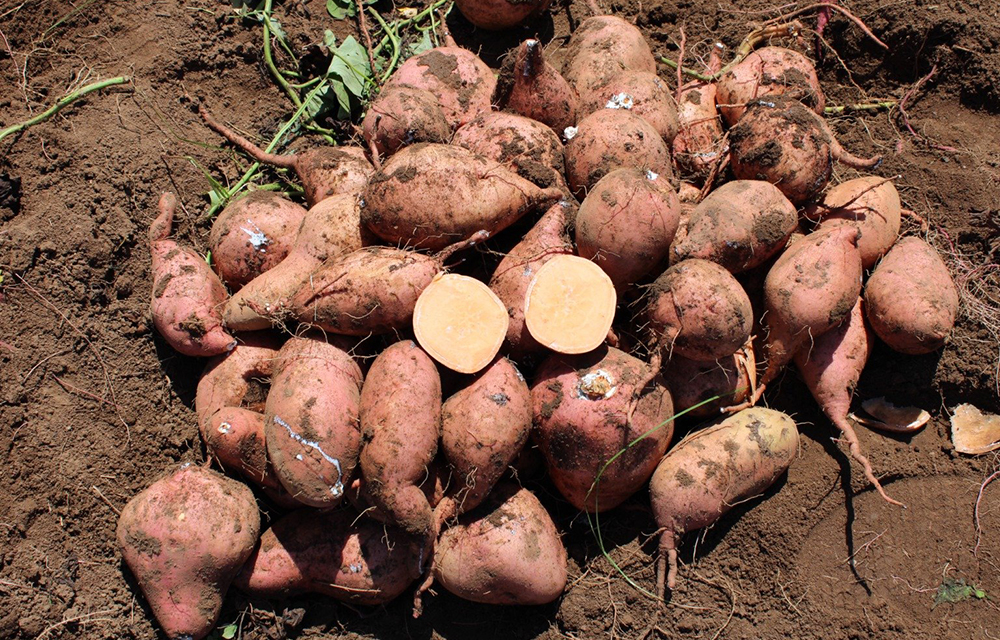 Expansion de la filière patate douce