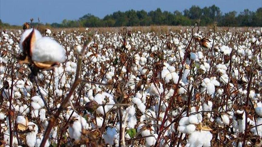 Mali redevient le premier producteur du coton en Afrique