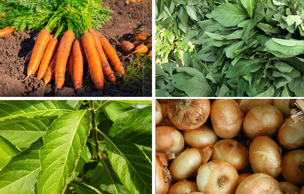 Image de quelques légumes consommés au Bénin