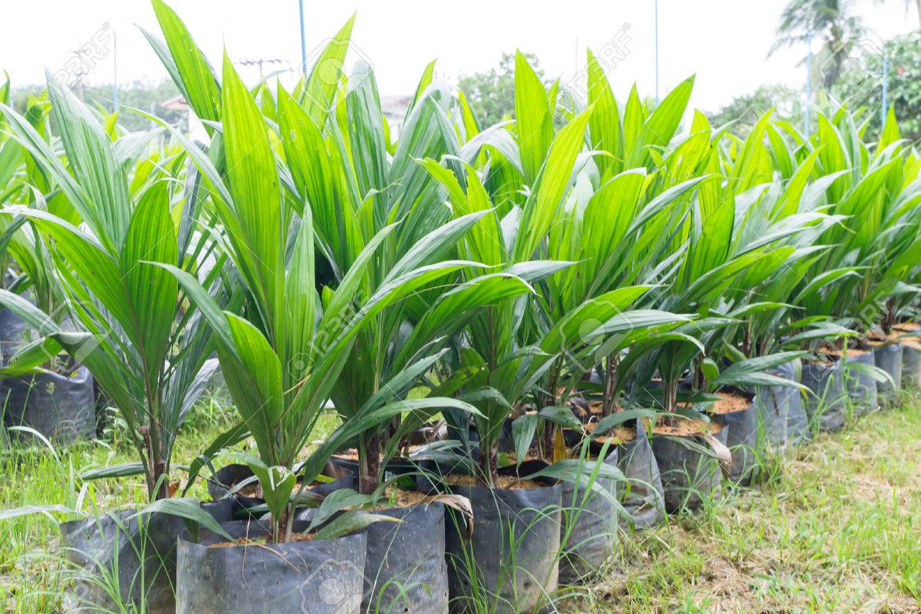 Jeunes plants de palmier à huile