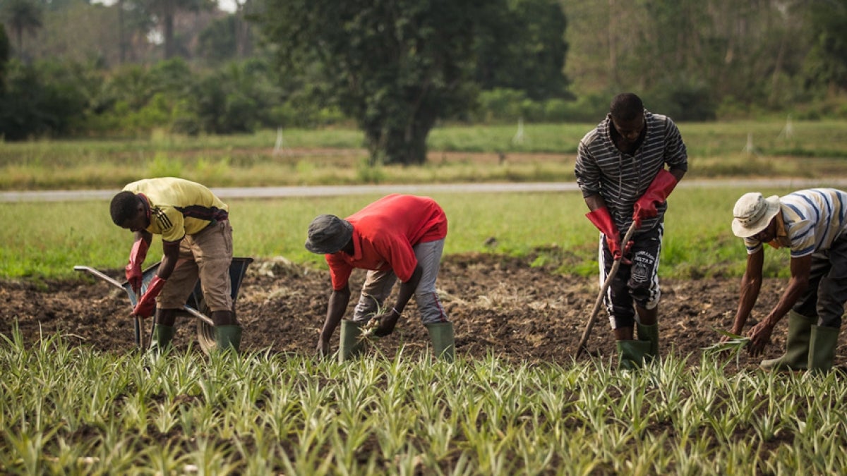 Création d'une société en charge du développement des semences végétales et plants