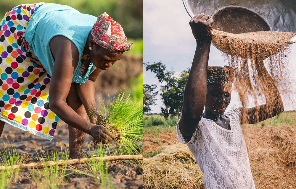 Production céréalière au Bénin
