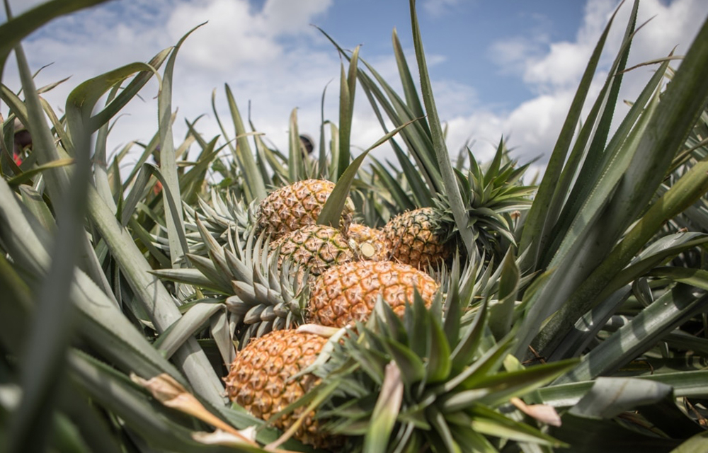 Production d’ananas au Bénin.