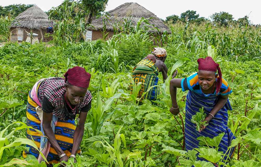 Sécurité Alimentaire au Bénin