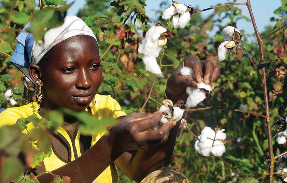 Campagne 2023 - 2024 du coton graine