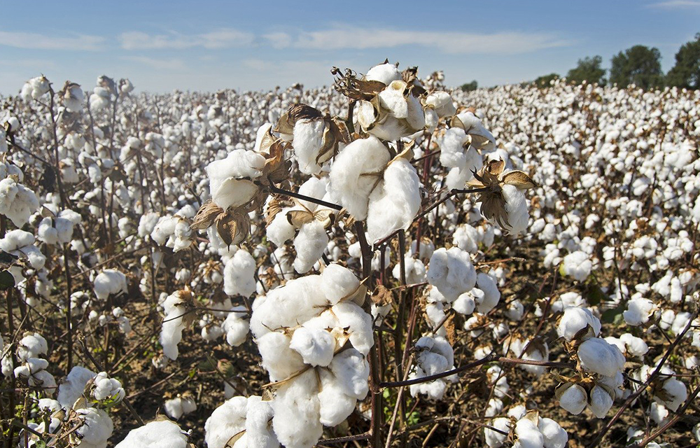 Ventes à l'extérieur du coton béninois