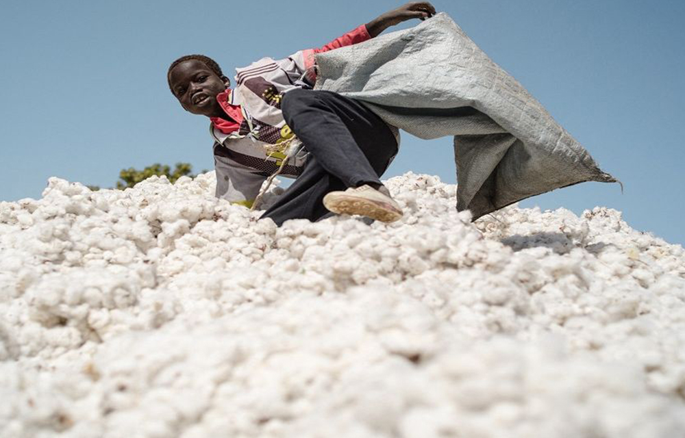 Production cotonnière 2023-2024 au Bénin