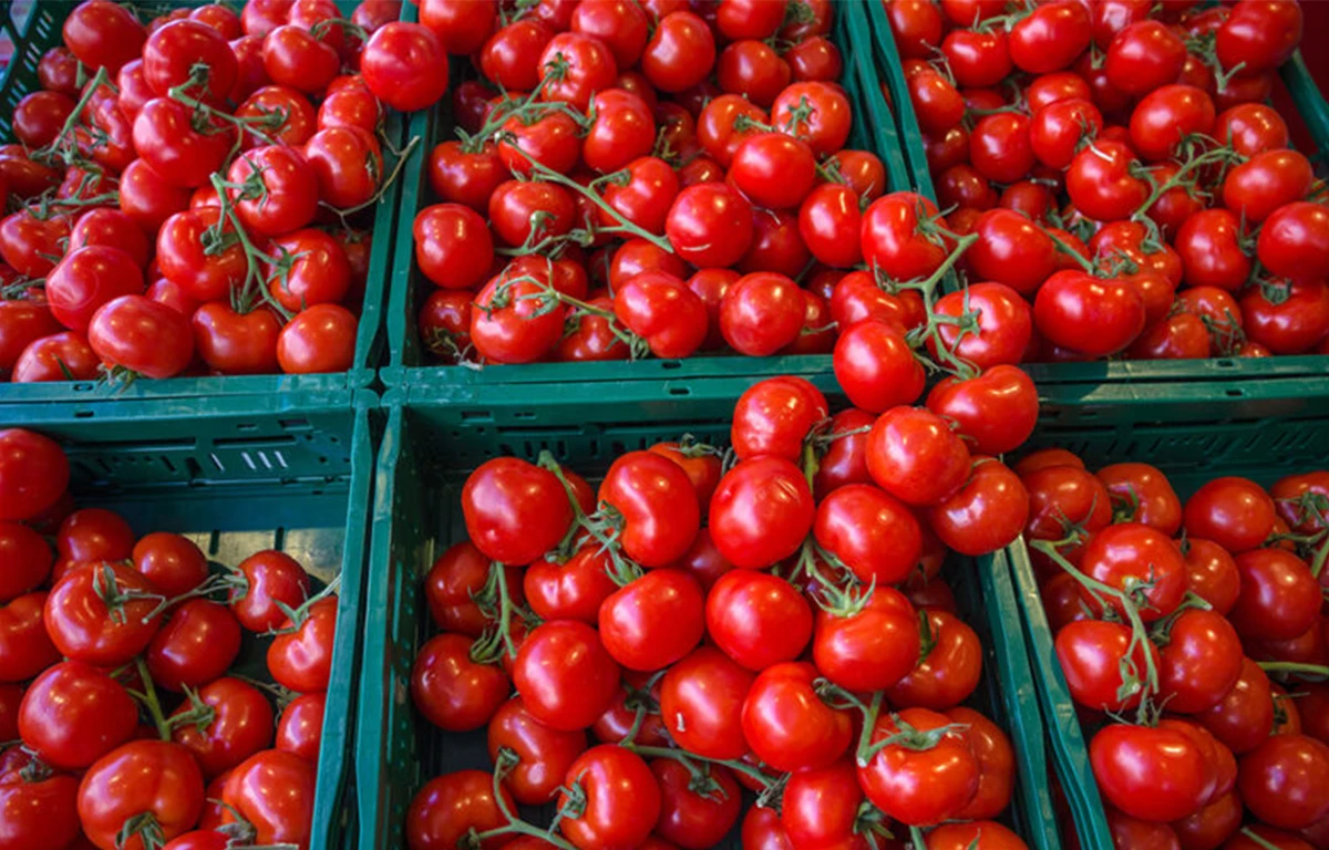 Tomates fraîches