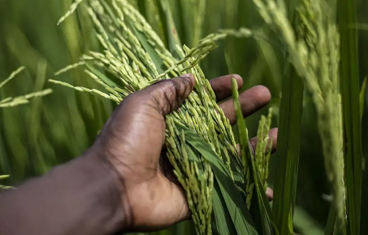 Lancement d’une opération d’achat et de revente du stock de riz local au Mali.