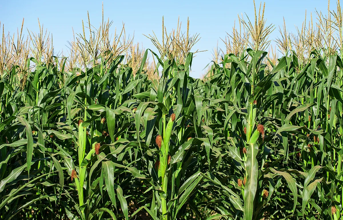 Plantation de maïs