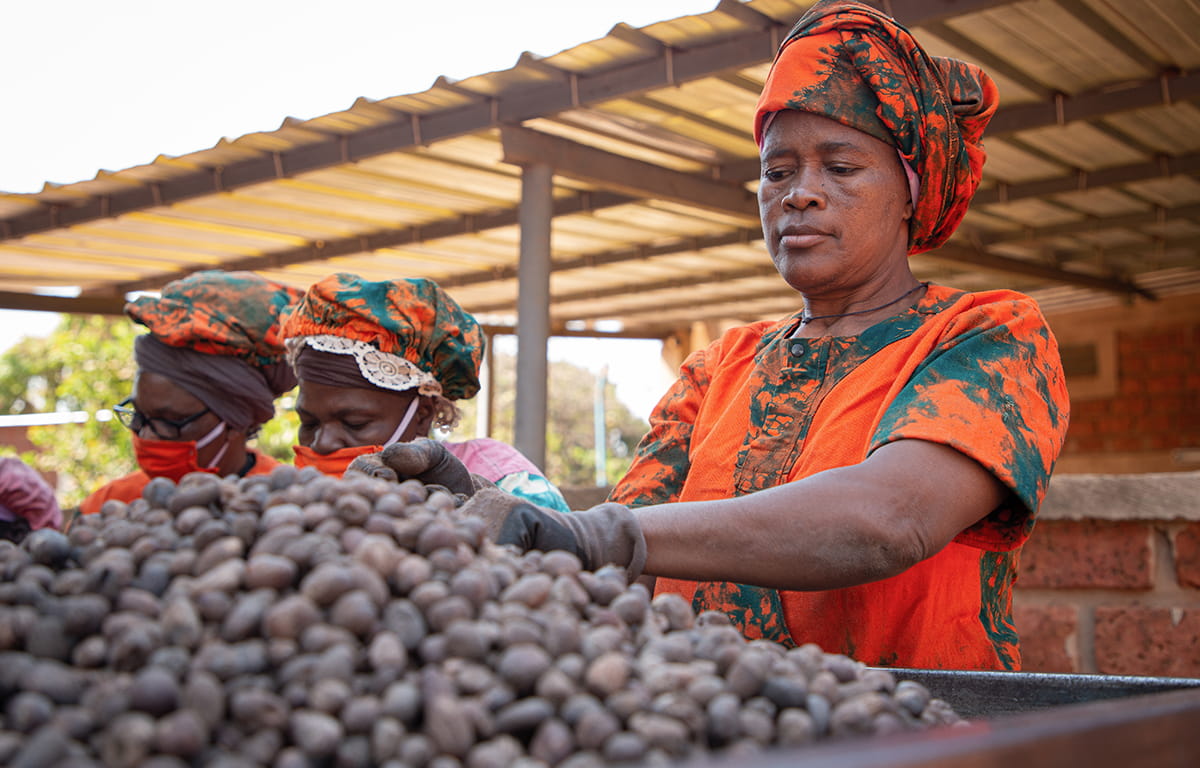 Le Burkina Faso lève la suspension temporaire de l’exportation des amandes de karité.