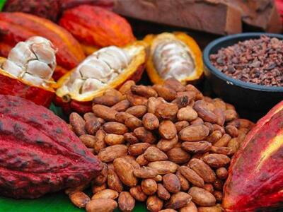 Cacao : l’Afrique veut reprendre la main sur le marché mondial