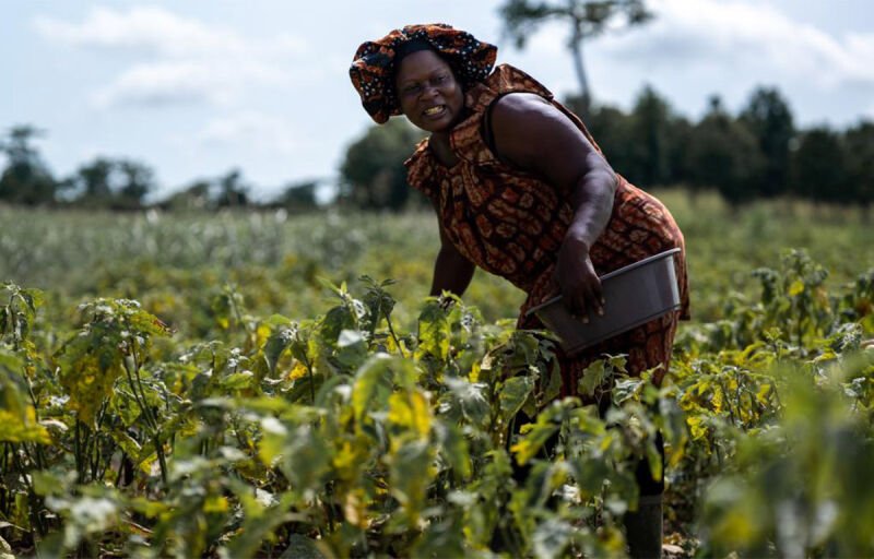 Côte d’Ivoire : La finance climat à l’épreuve des campagnes
