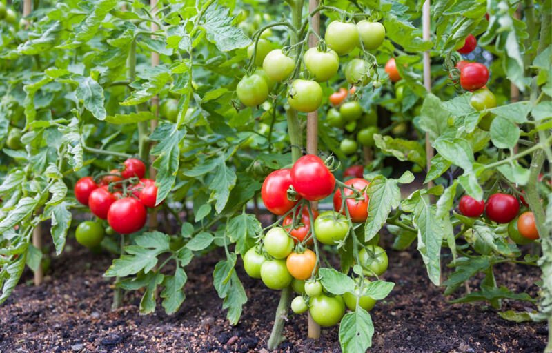 Niger : Un investissement italien de 2 milliards de FCFA pour développer la filière tomate