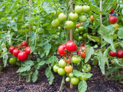 Niger : Un investissement italien de 2 milliards de FCFA pour développer la filière tomate