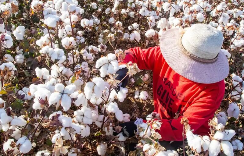 Économie béninoise : Portées par le coton et le soja, les exportations s’envolent de 78% au 1er trimestre