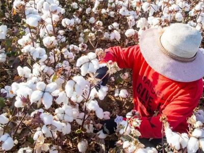 Économie béninoise : Portées par le coton et le soja, les exportations s’envolent de 78% au 1er trimestre