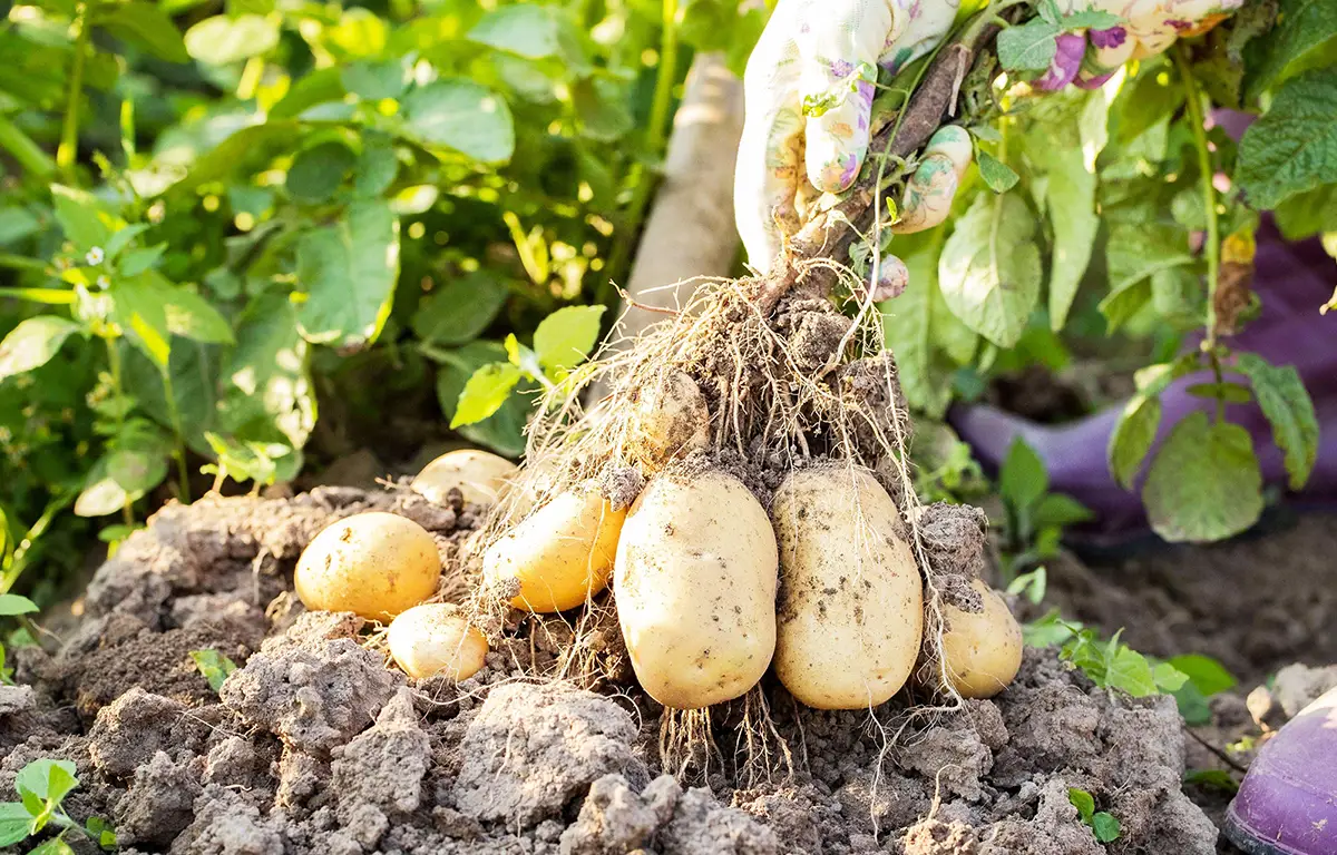 Le Sénégal veut mieux organiser la commercialisation des produits agricoles pour sécuriser les débouchés et soutenir les producteurs.