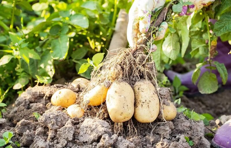 Produits agricoles au Sénégal : le gouvernement veut reprendre le contrôle des marchés