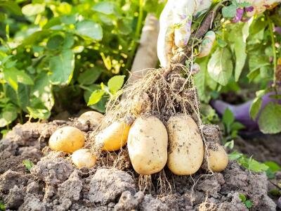 Produits agricoles au Sénégal : le gouvernement veut reprendre le contrôle des marchés